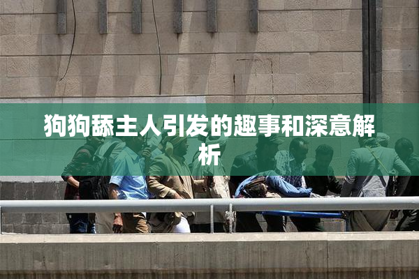 狗狗舔主人引发的趣事和深意解析