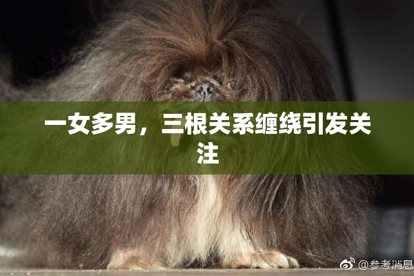 一女多男，三根关系缠绕引发关注