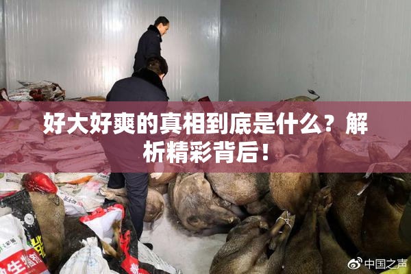 好大好爽的真相到底是什么？解析精彩背后！