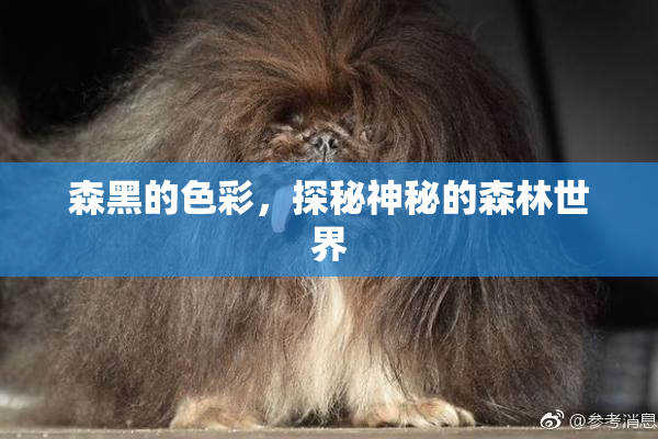 森黑的色彩，探秘神秘的森林世界