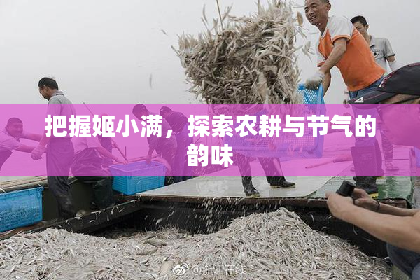 把握姬小满，探索农耕与节气的韵味
