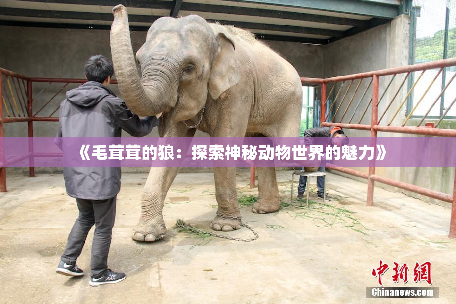 《毛茸茸的狼：探索神秘动物世界的魅力》