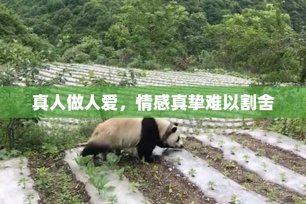 真人做人爱，情感真挚难以割舍