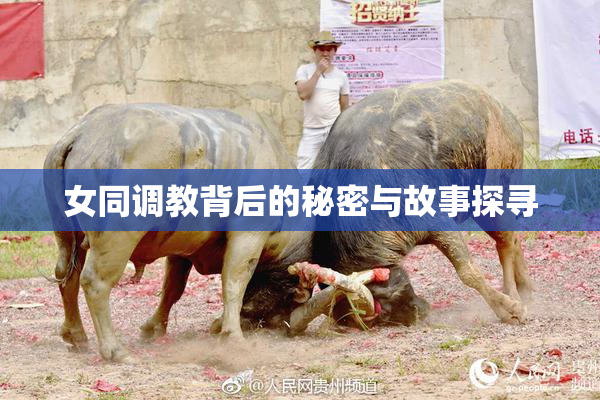 女同调教背后的秘密与故事探寻