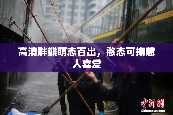 高清胖熊萌态百出，憨态可掬惹人喜爱