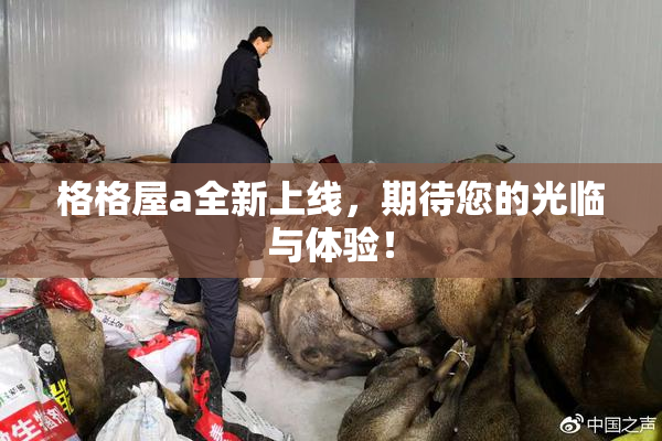 格格屋a全新上线，期待您的光临与体验！