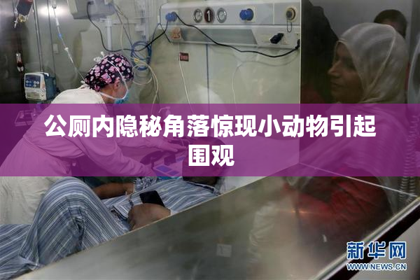 公厕内隐秘角落惊现小动物引起围观