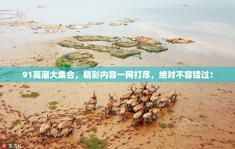 91高潮大集合，精彩内容一网打尽，绝对不容错过！