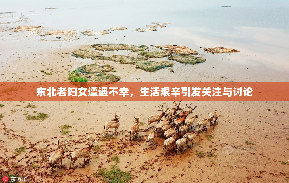 东北老妇女遭遇不幸，生活艰辛引发关注与讨论