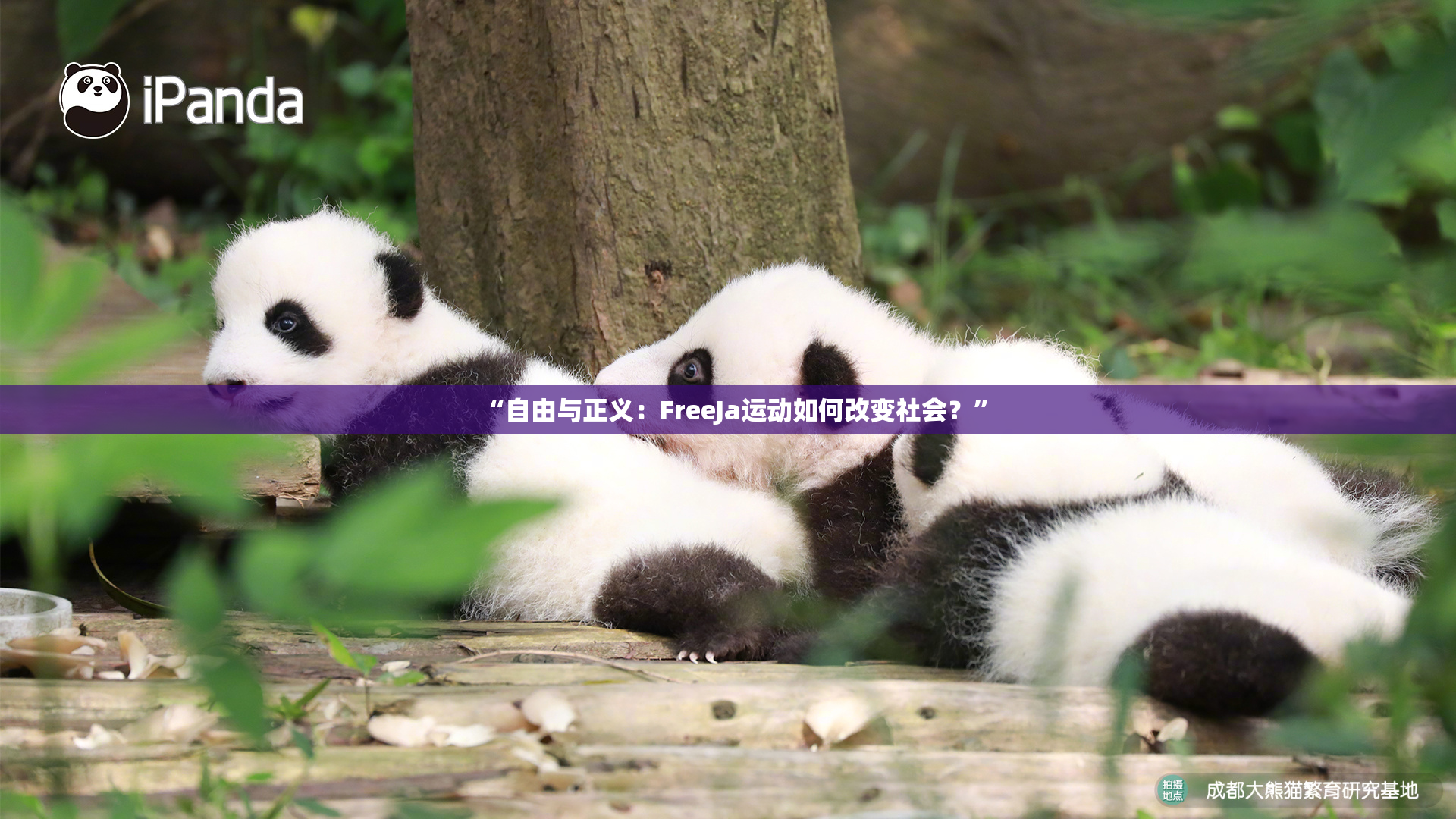 “自由与正义：FreeJa运动如何改变社会？”
