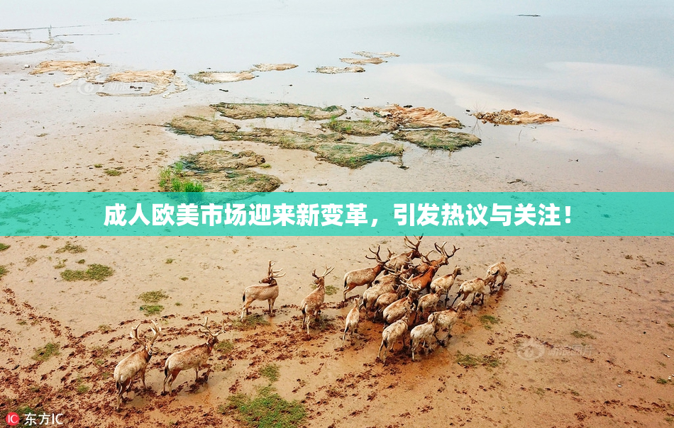 成人欧美市场迎来新变革，引发热议与关注！