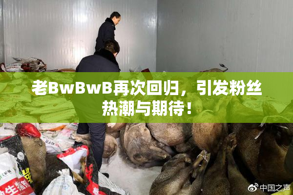 老BwBwB再次回归，引发粉丝热潮与期待！