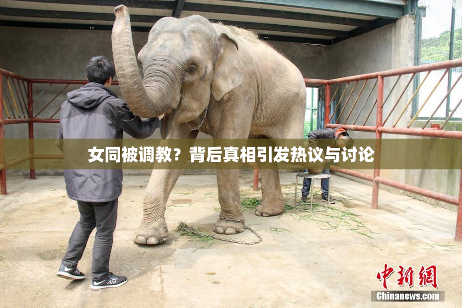 女同被调教？背后真相引发热议与讨论