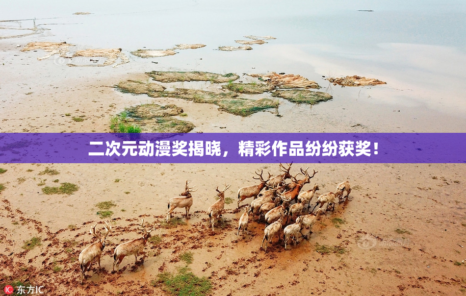 二次元动漫奖揭晓，精彩作品纷纷获奖！