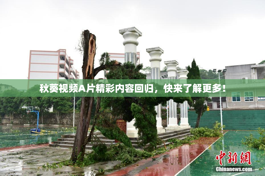 秋葵视频A片精彩内容回归，快来了解更多！