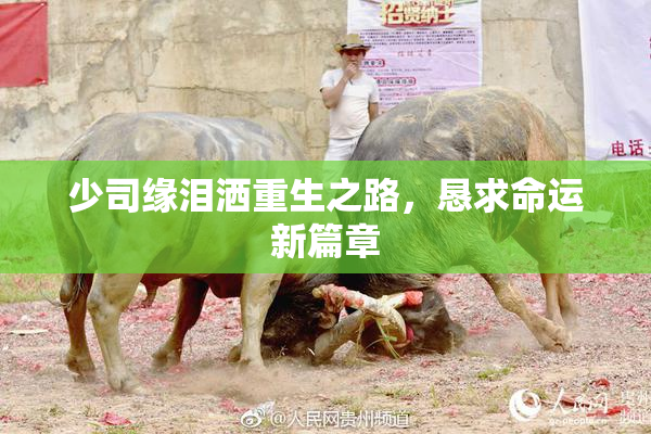 少司缘泪洒重生之路，恳求命运新篇章