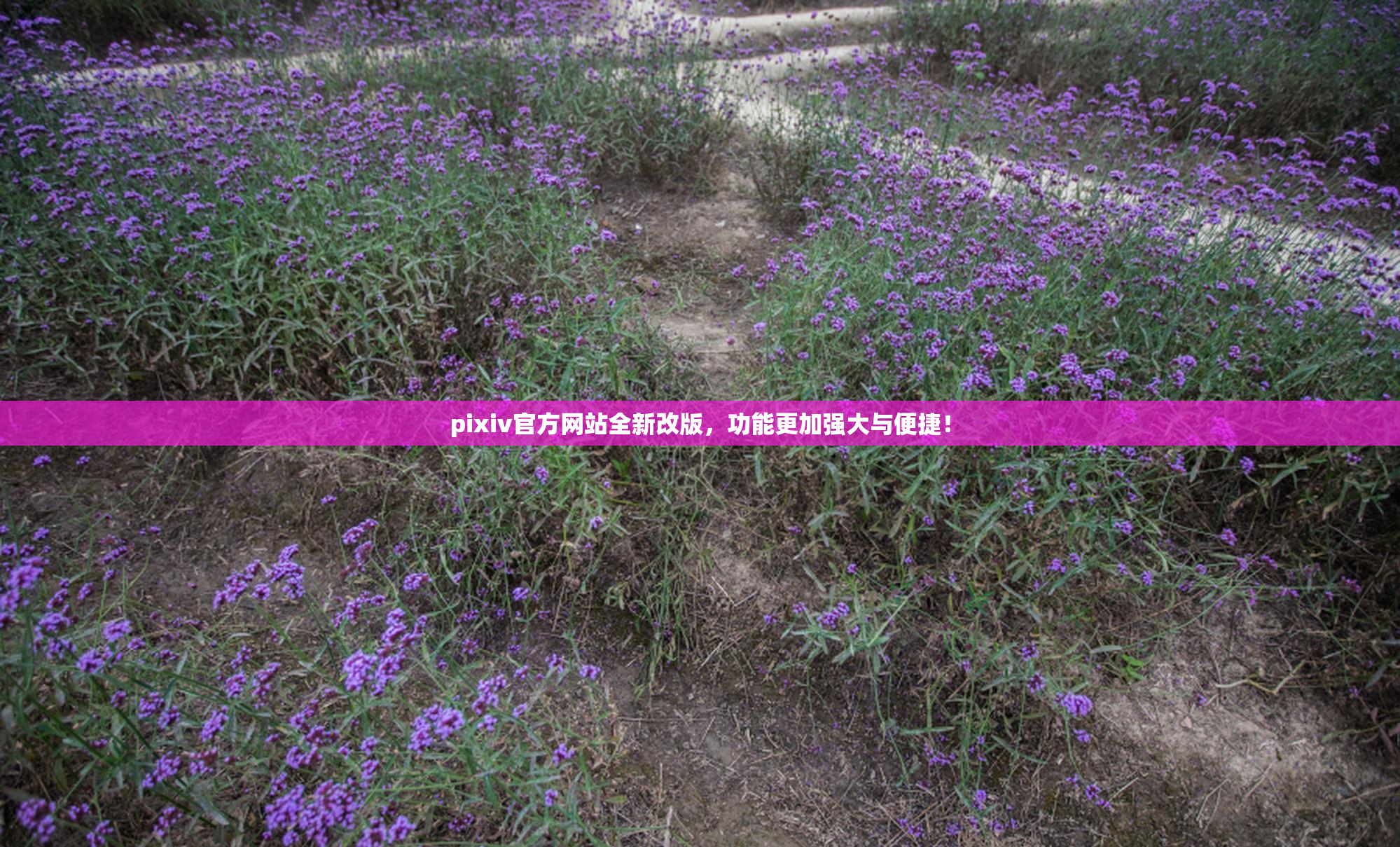 pixiv官方网站全新改版，功能更加强大与便捷！