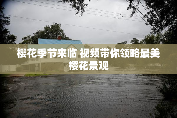 樱花季节来临 视频带你领略最美樱花景观