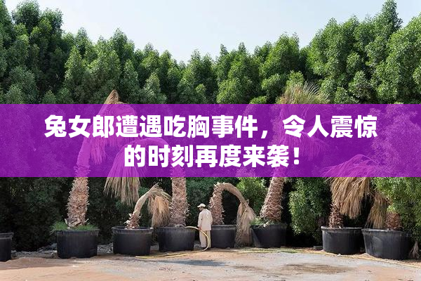 兔女郎遭遇吃胸事件，令人震惊的时刻再度来袭！