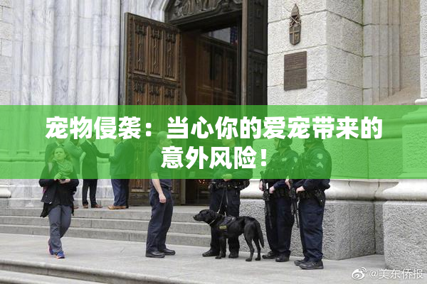 宠物侵袭：当心你的爱宠带来的意外风险！