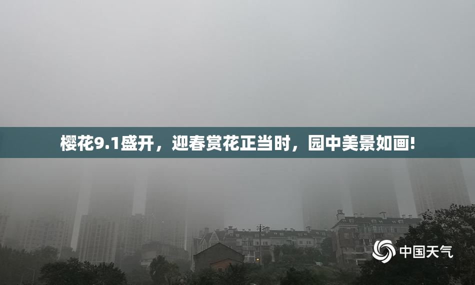 樱花9.1盛开，迎春赏花正当时，园中美景如画!