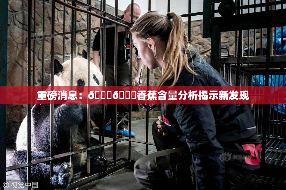 重磅消息：🔞🔞香蕉含量分析揭示新发现