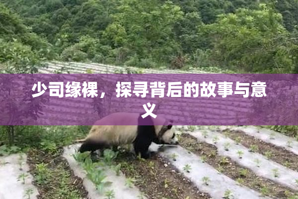 少司缘裸，探寻背后的故事与意义