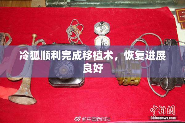冷狐顺利完成移植术，恢复进展良好
