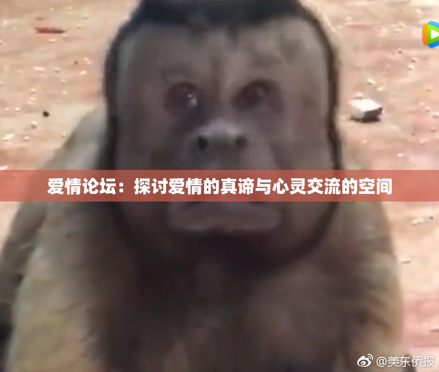 爱情论坛：探讨爱情的真谛与心灵交流的空间
