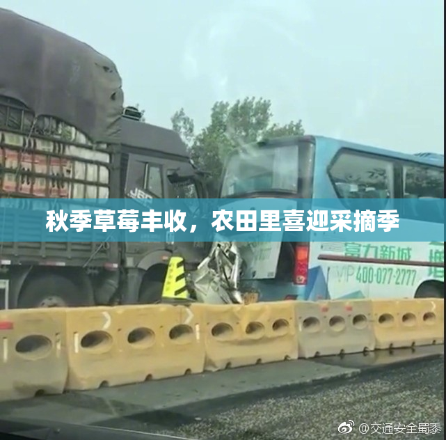 秋季草莓丰收，农田里喜迎采摘季