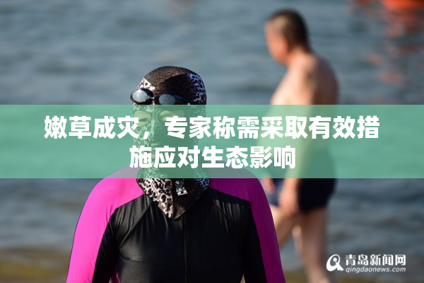 嫩草成灾，专家称需采取有效措施应对生态影响
