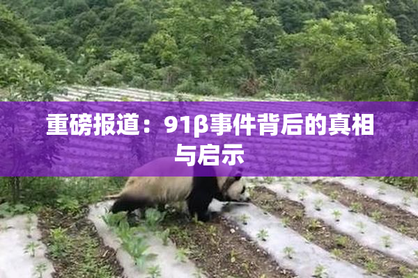 重磅报道：91β事件背后的真相与启示