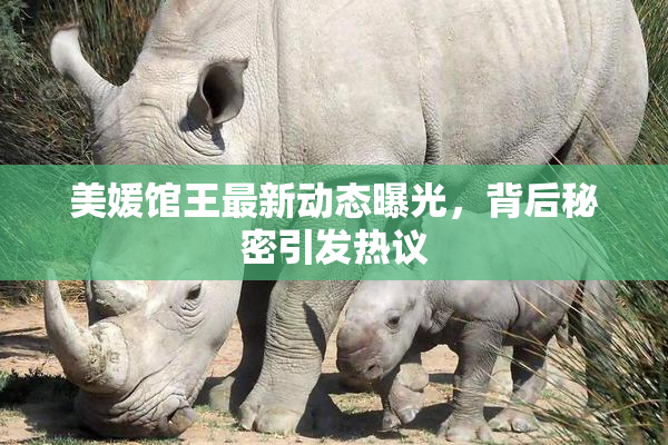 美媛馆王最新动态曝光，背后秘密引发热议