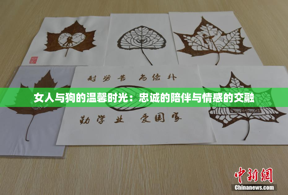 女人与狗的温馨时光：忠诚的陪伴与情感的交融