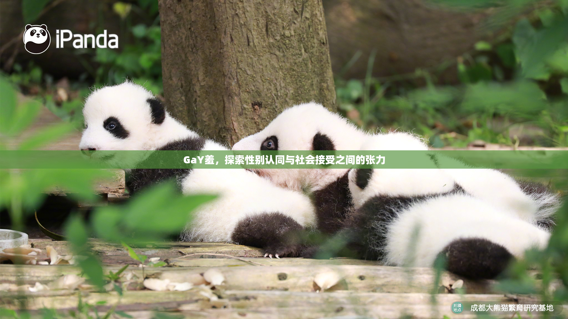 GaY羞，探索性别认同与社会接受之间的张力