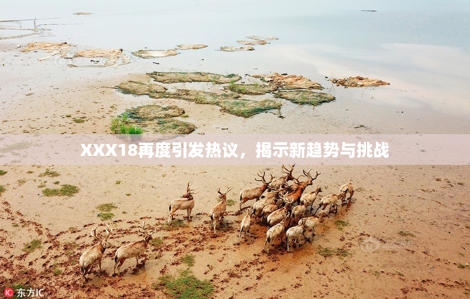 XXX18再度引发热议，揭示新趋势与挑战