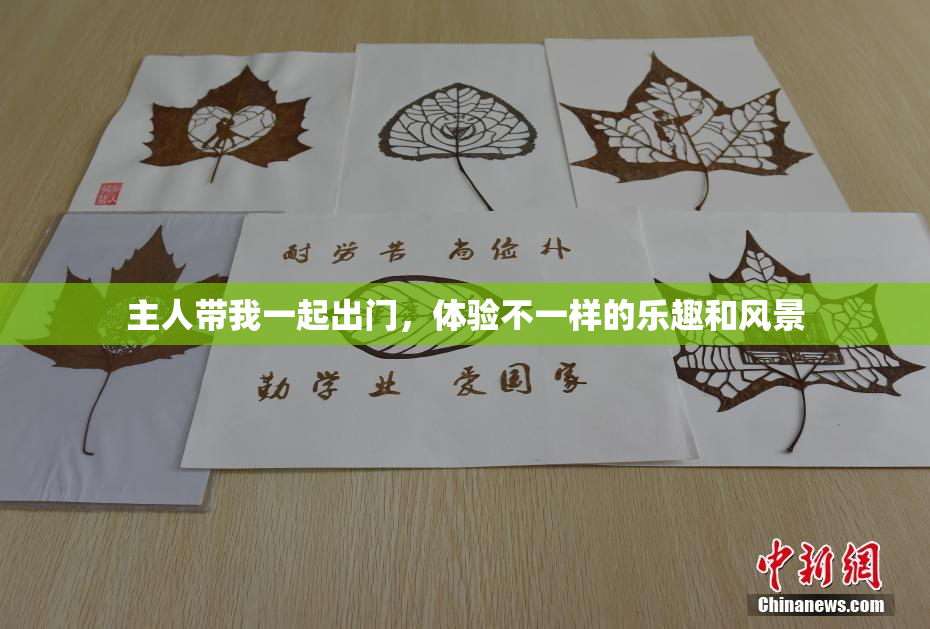 主人带我一起出门，体验不一样的乐趣和风景