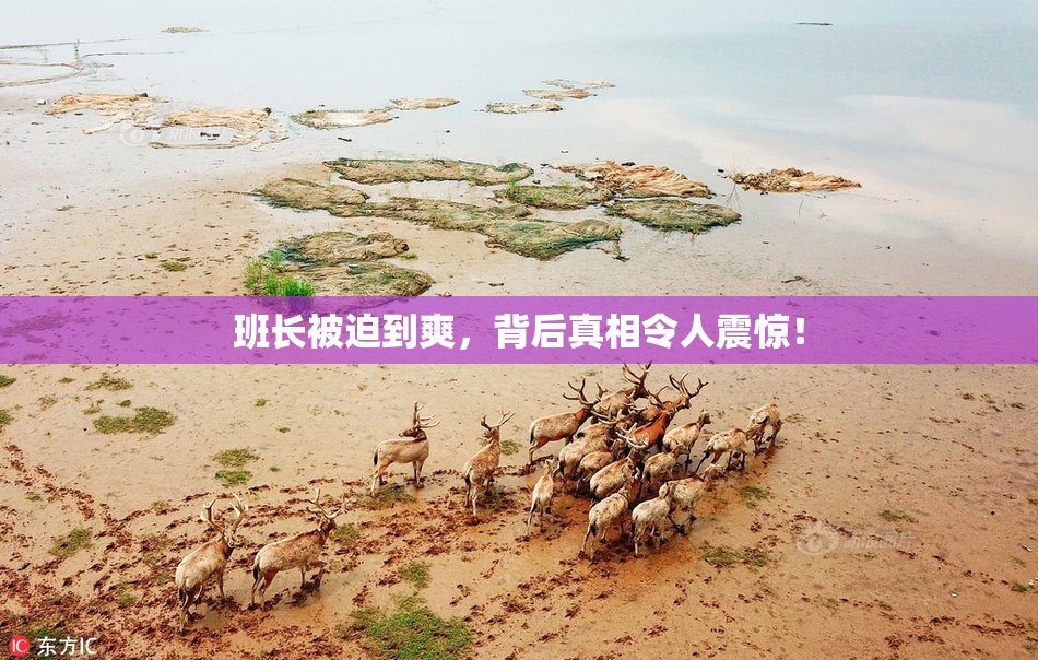 班长被迫到爽，背后真相令人震惊！