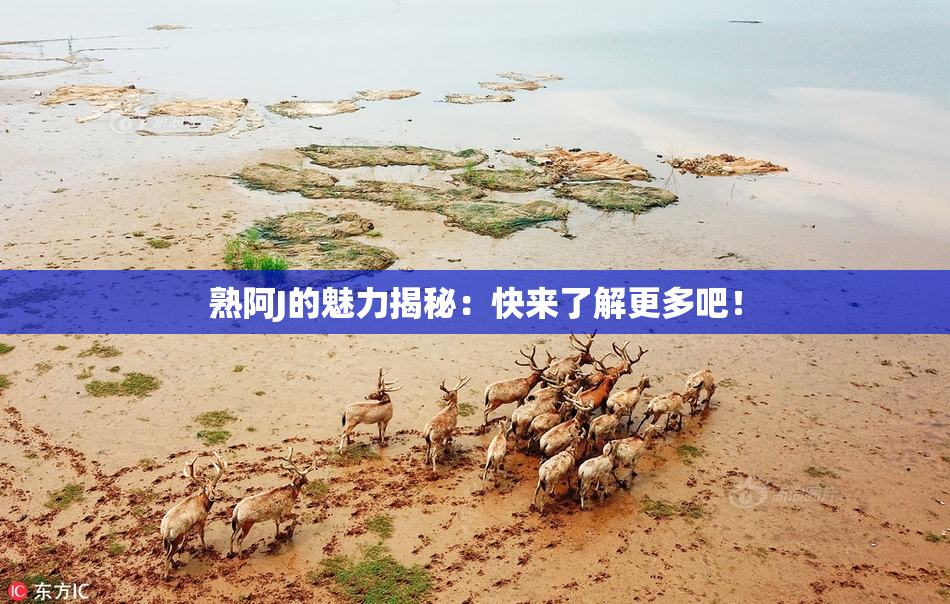 熟阿J的魅力揭秘：快来了解更多吧！