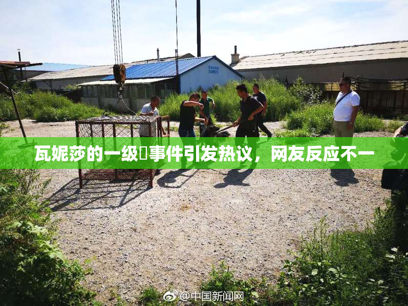 瓦妮莎的一级婬事件引发热议，网友反应不一