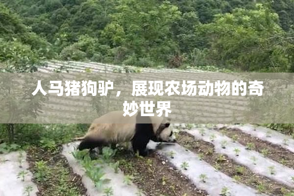 人马猪狗驴，展现农场动物的奇妙世界