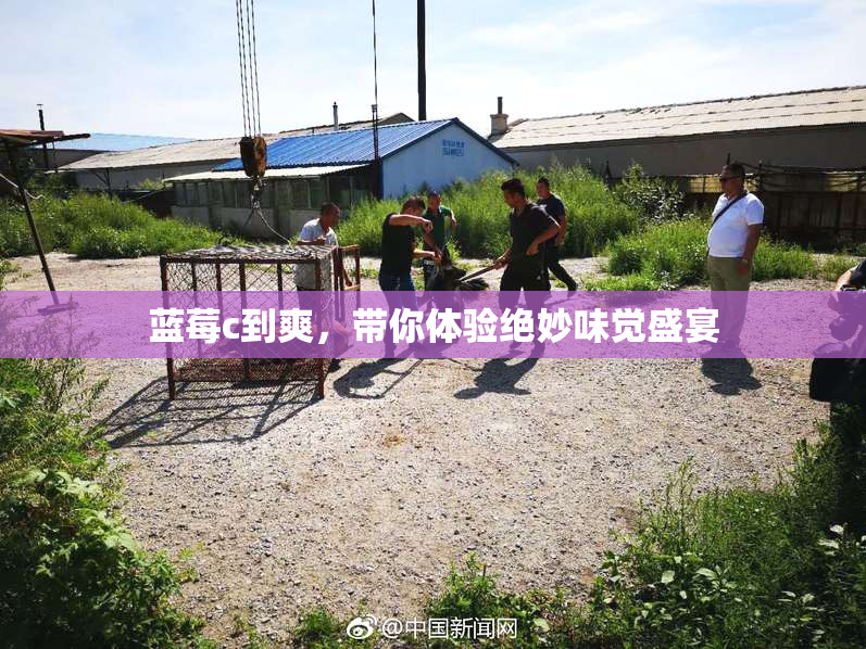 蓝莓c到爽，带你体验绝妙味觉盛宴