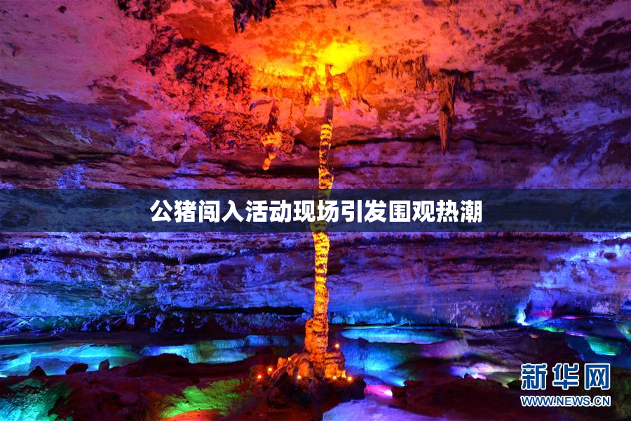 公猪闯入活动现场引发围观热潮