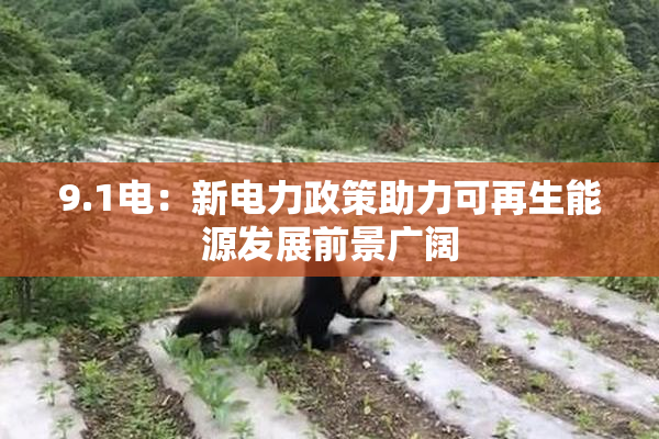 9.1电：新电力政策助力可再生能源发展前景广阔