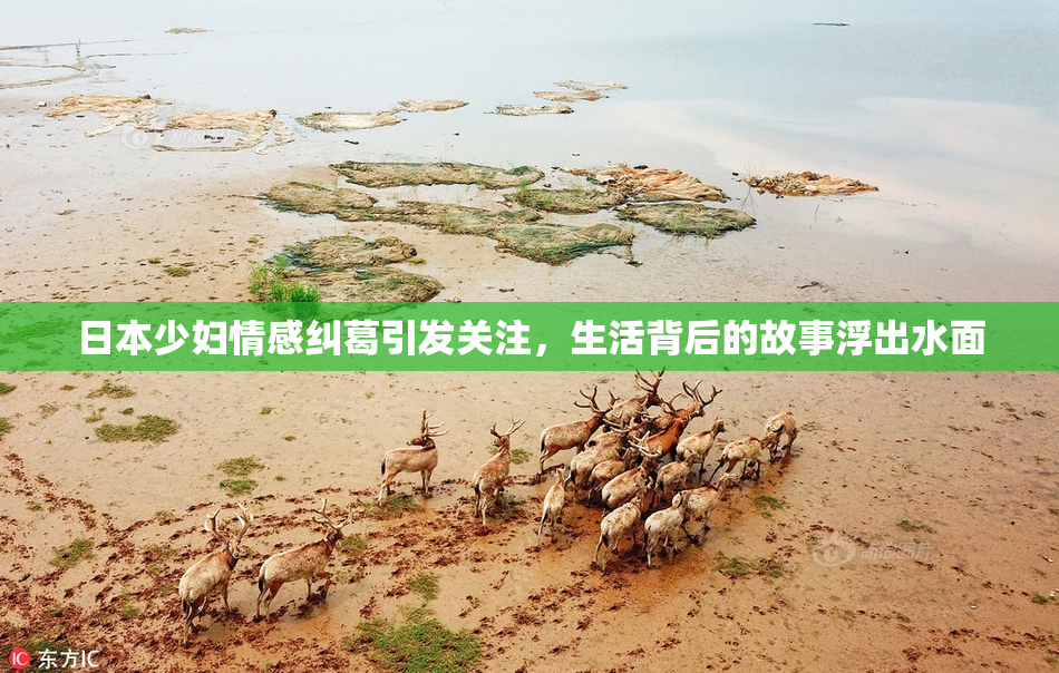 日本少妇情感纠葛引发关注，生活背后的故事浮出水面