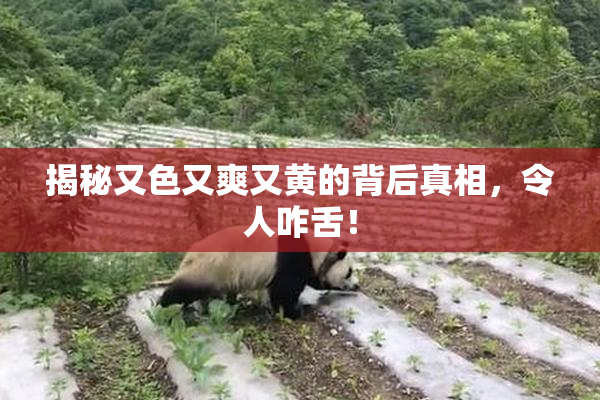 揭秘又色又爽又黄的背后真相，令人咋舌！
