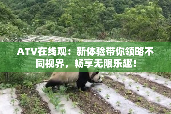 ATV在线观：新体验带你领略不同视界，畅享无限乐趣！