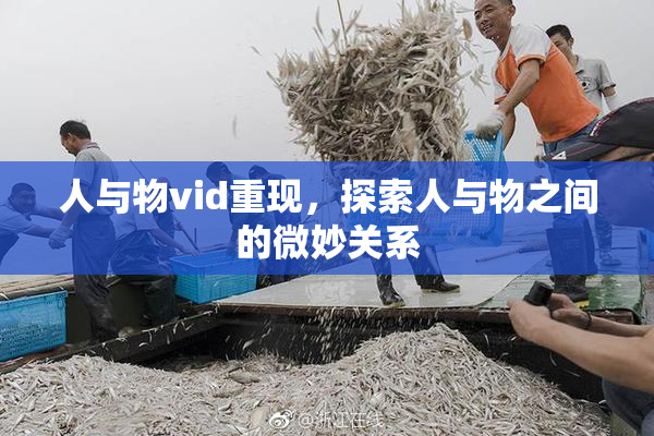 人与物vid重现，探索人与物之间的微妙关系