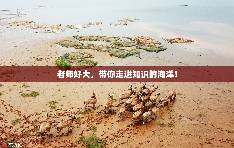 老师好大，带你走进知识的海洋！