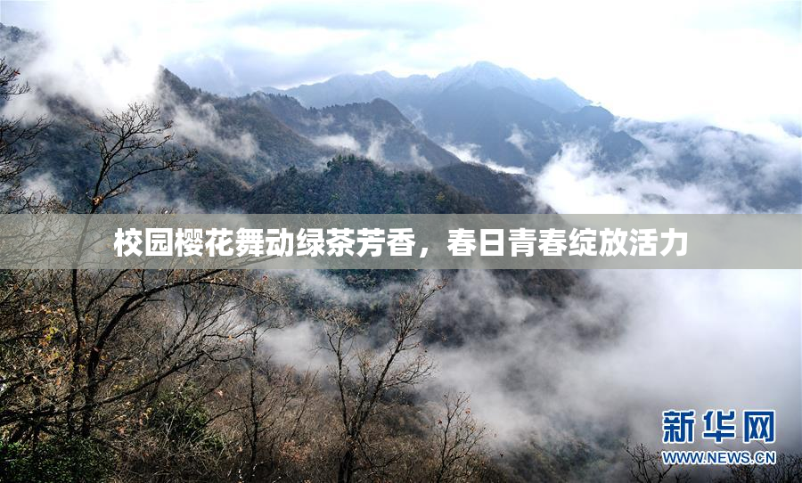校园樱花舞动绿茶芳香，春日青春绽放活力